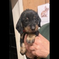 Dachshund (Standard &amp; Miniature) - Both
