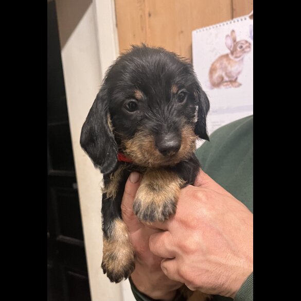 Dachshund (Standard &amp; Miniature) - Both