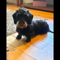Dachshund (Standard &amp; Miniature) - Both