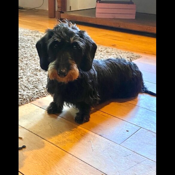 Dachshund (Standard &amp; Miniature) - Both