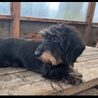 Dachshund (Standard &amp; Miniature) - Both