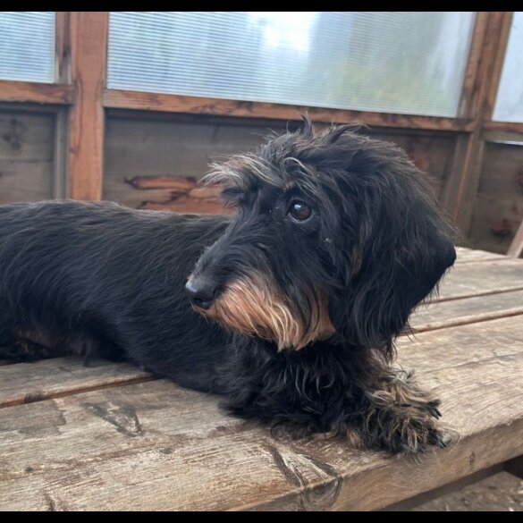 Dachshund (Standard &amp; Miniature) - Both