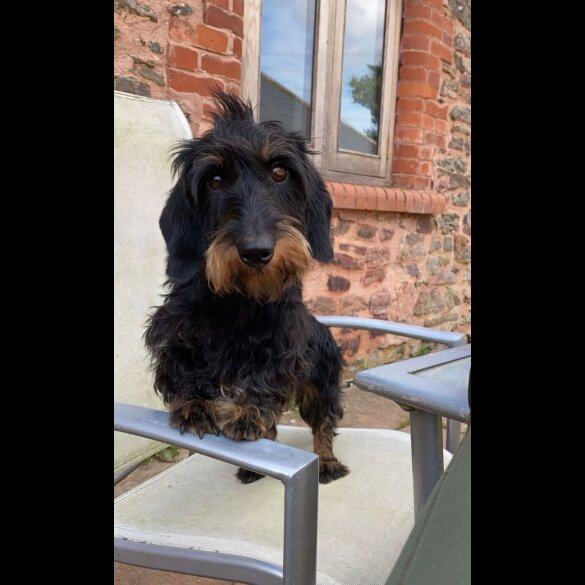 Dachshund (Standard &amp; Miniature) - Both