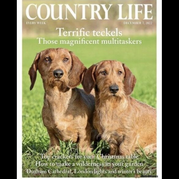 Dachshund (Standard &amp; Miniature) - Both