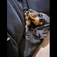 Dachshund (Standard &amp; Miniature) - Both