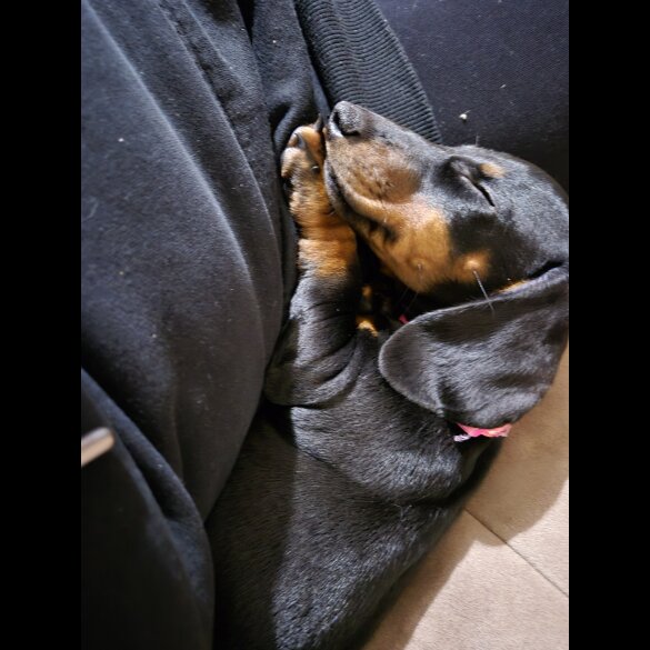 Dachshund (Standard &amp; Miniature) - Both