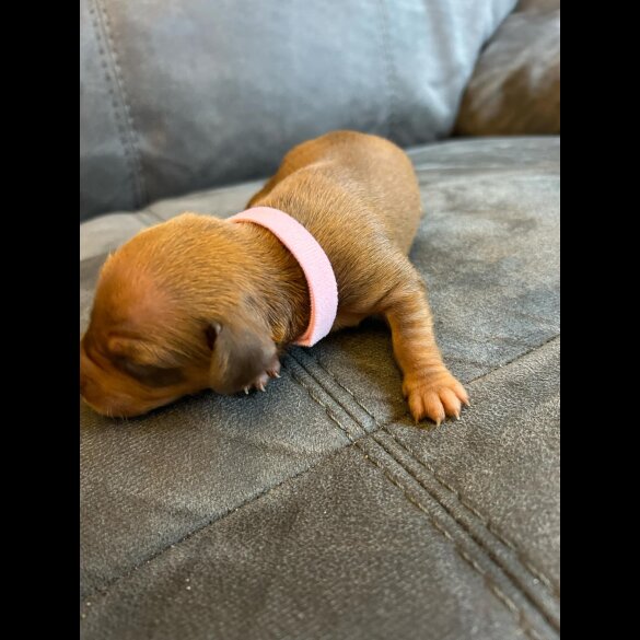 Dachshund (Standard &amp; Miniature) - Both