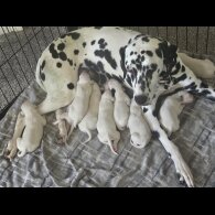 Dalmatian - Both