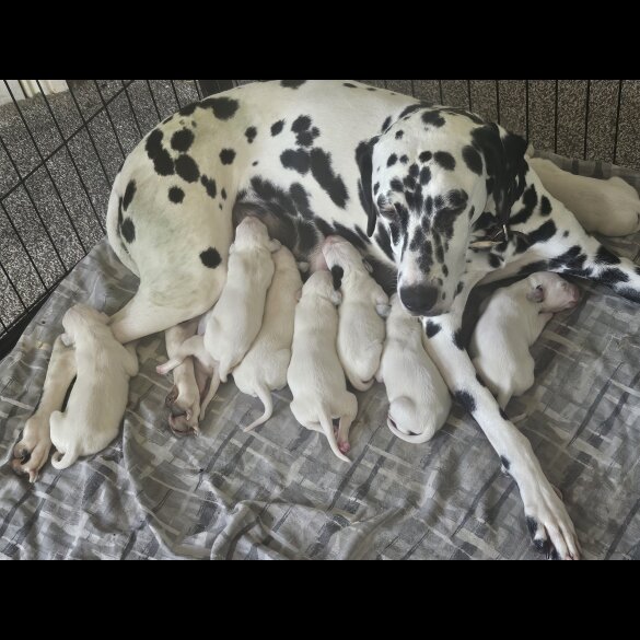 Dalmatian - Both