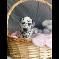 Dalmatian - Both