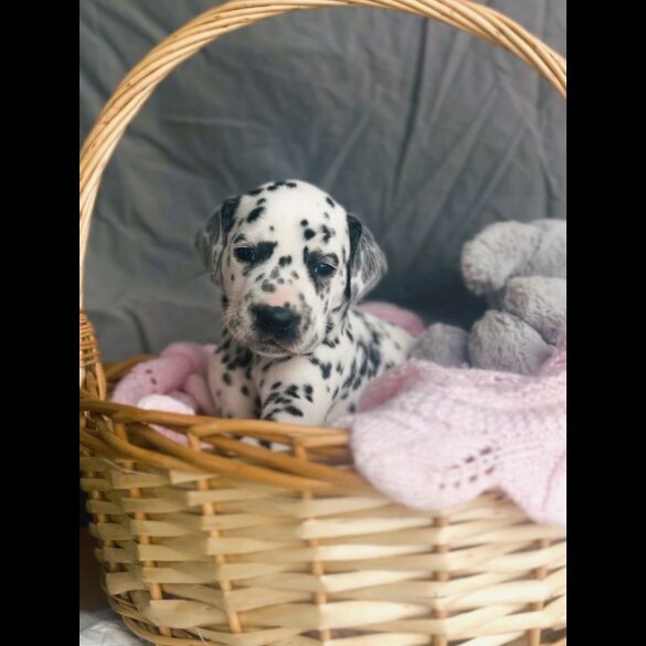 Dalmatian - Both