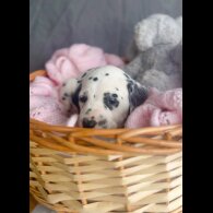 Dalmatian - Both