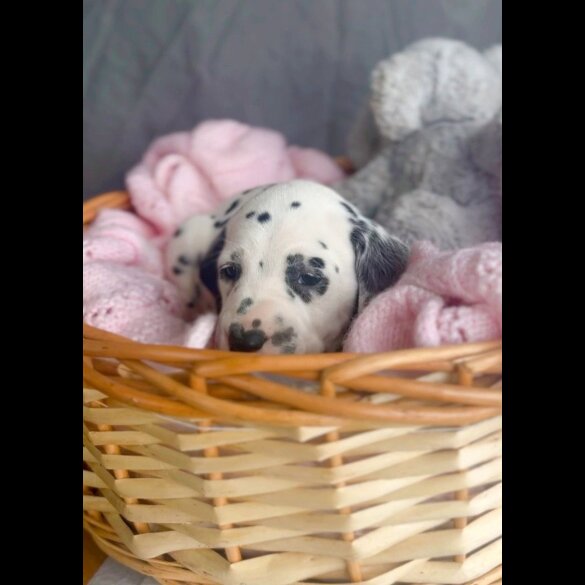 Dalmatian - Both