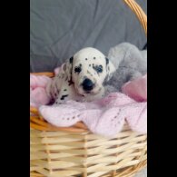 Dalmatian - Both