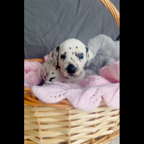 Dalmatian - Both