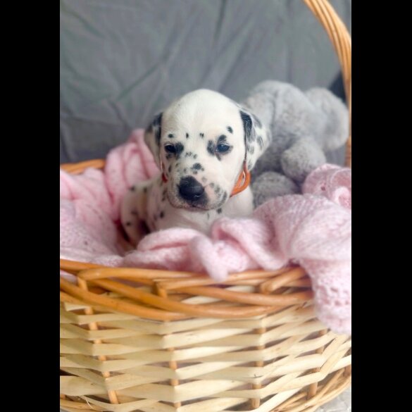 Dalmatian - Both