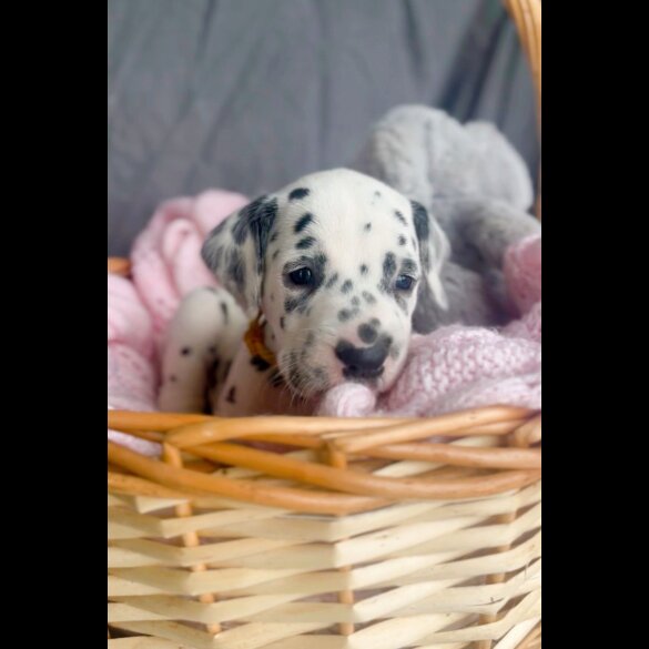 Dalmatian - Both