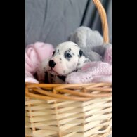 Dalmatian - Both