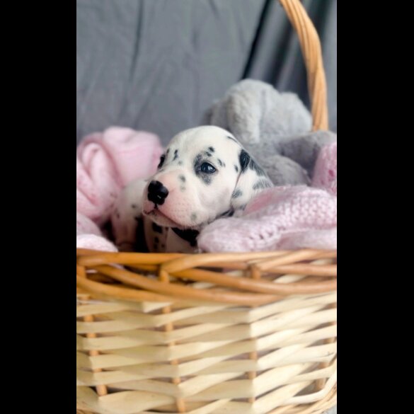 Dalmatian - Both