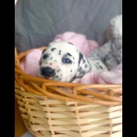 Dalmatian - Both
