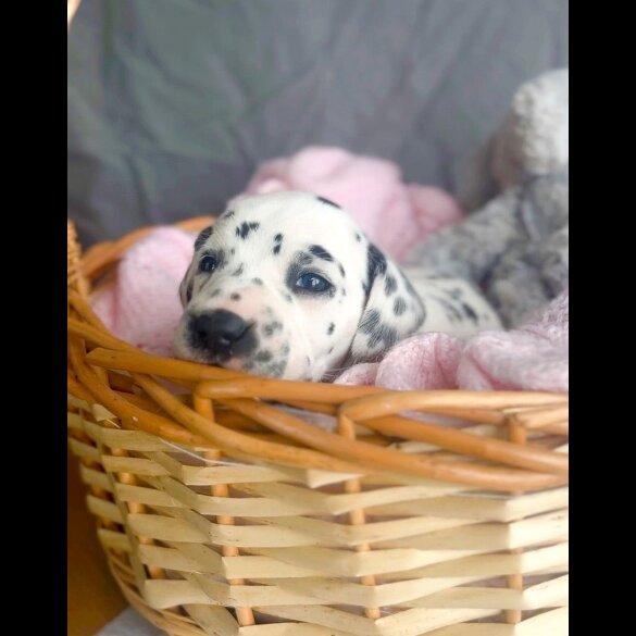Dalmatian - Both