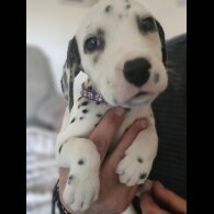 Dalmatian - Both