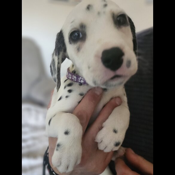Dalmatian - Both