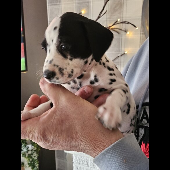 Dalmatian - Both