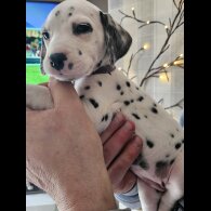 Dalmatian - Both