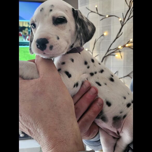 Dalmatian - Both