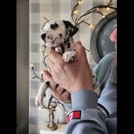 Dalmatian - Both