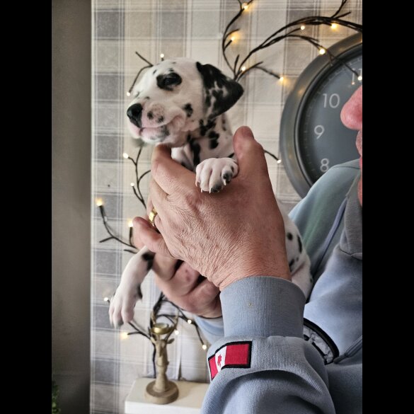 Dalmatian - Both
