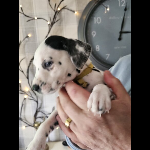 Dalmatian - Both