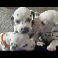 Dalmatian - Both