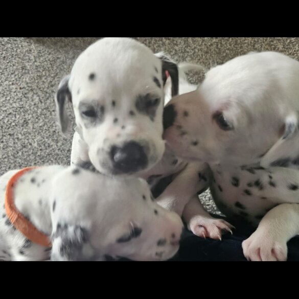 Dalmatian - Both