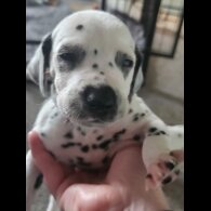 Dalmatian - Both