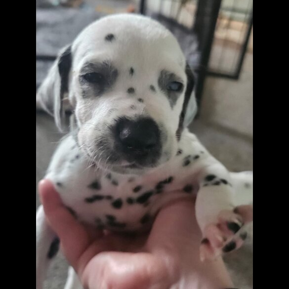 Dalmatian - Both