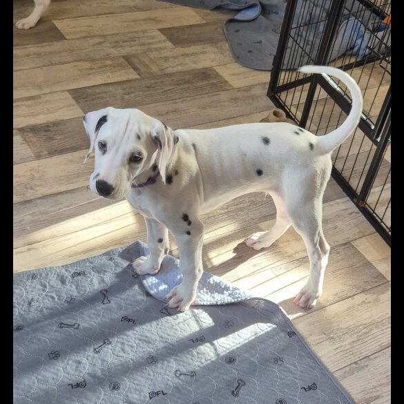 Dalmatian - Both
