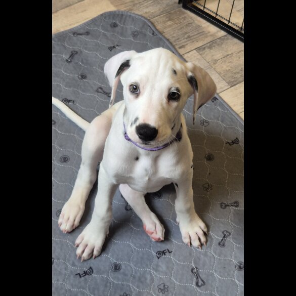 Dalmatian - Both