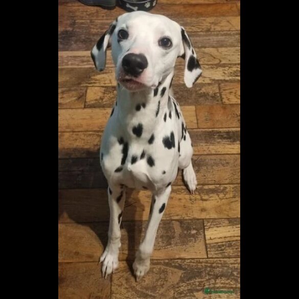 Dalmatian - Both