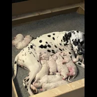 Dalmatian - Both