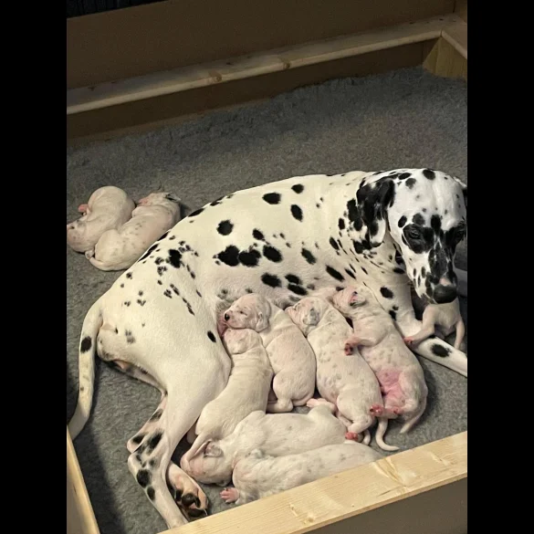 Dalmatian - Both