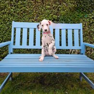 Dalmatian - Both