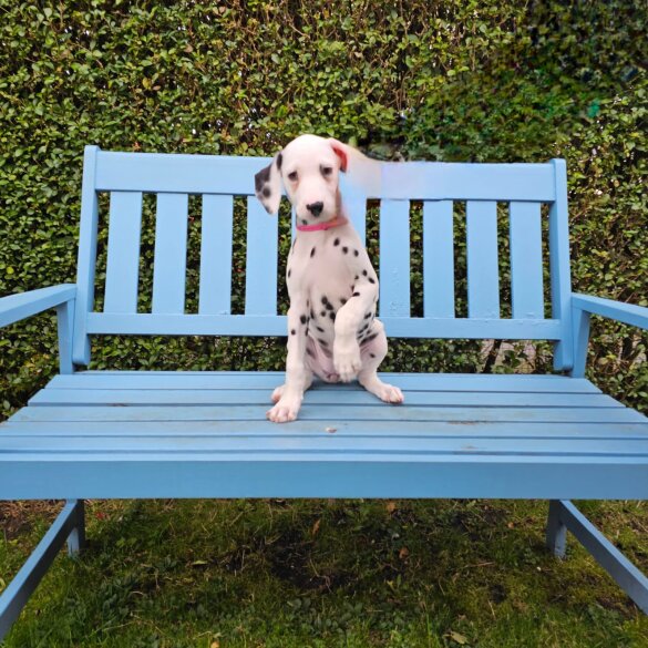 Dalmatian - Both