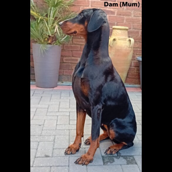 Doberman - Dogs