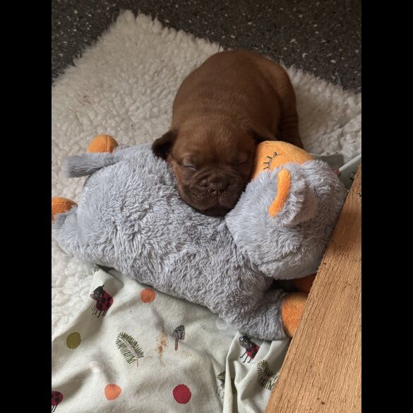 Dogue De Bordeaux - Dogs