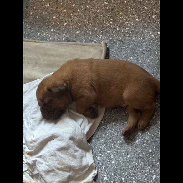 Dogue De Bordeaux - Dogs