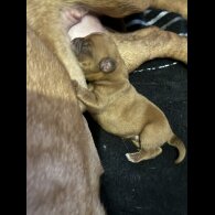 Dogue De Bordeaux - Dogs