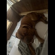 Dogue De Bordeaux - Dogs