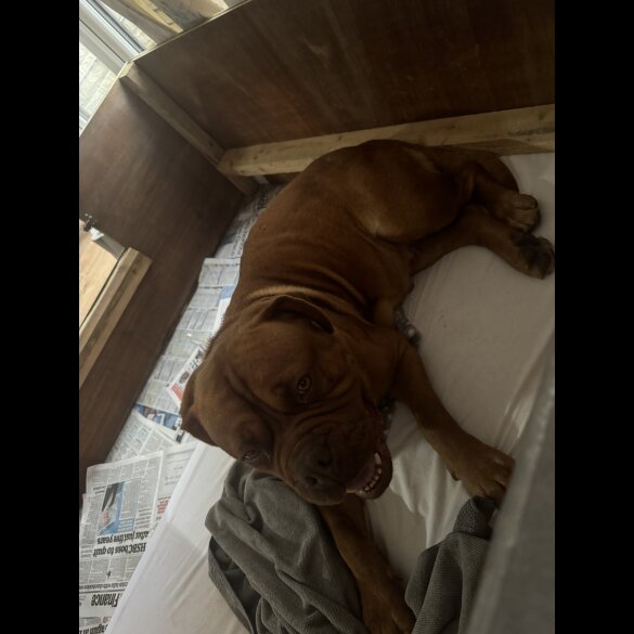 Dogue De Bordeaux - Dogs